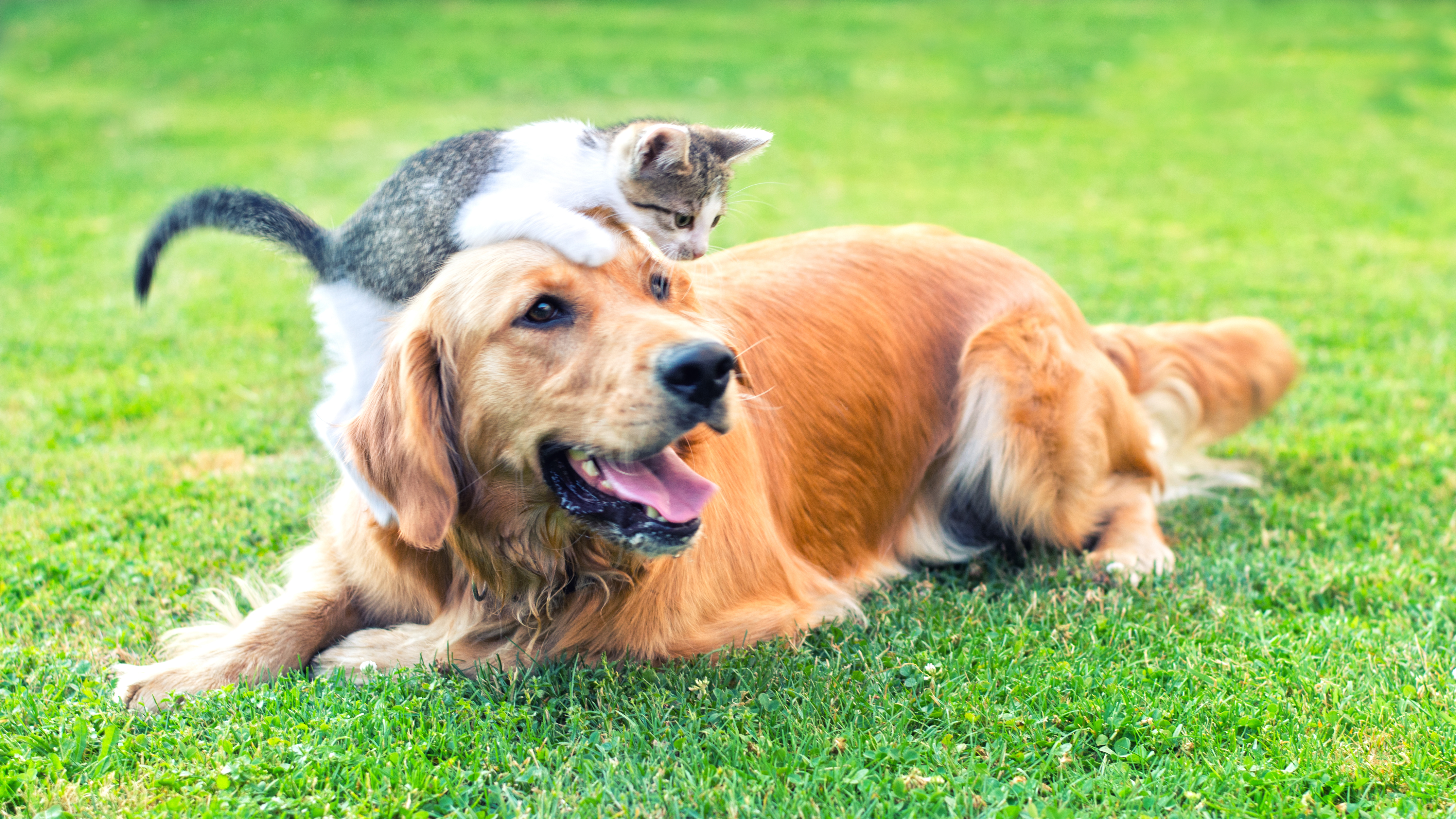 Pets vs pets. Счастливые собаки и кошки. Здоровая собака. Фото кошек и собак. Собака летом.